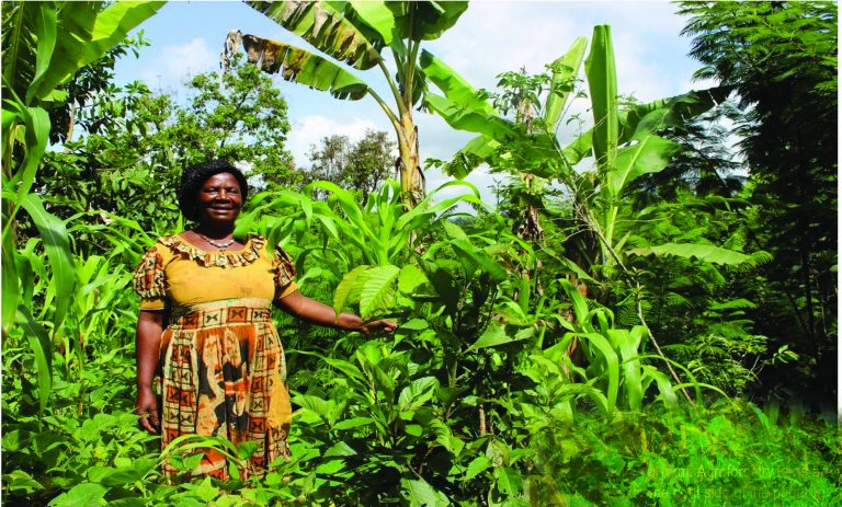 How Forest Gardens in Cameroon are sustained despite covid-19 threat