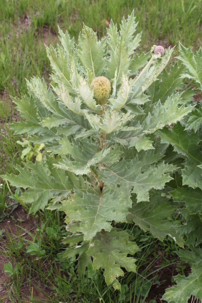 Echinops Giganteus: Weed Or Giant Miracle Plant?