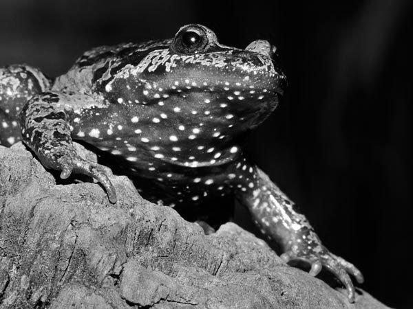 Frog Long Thought Extinct Rediscovered In Israel