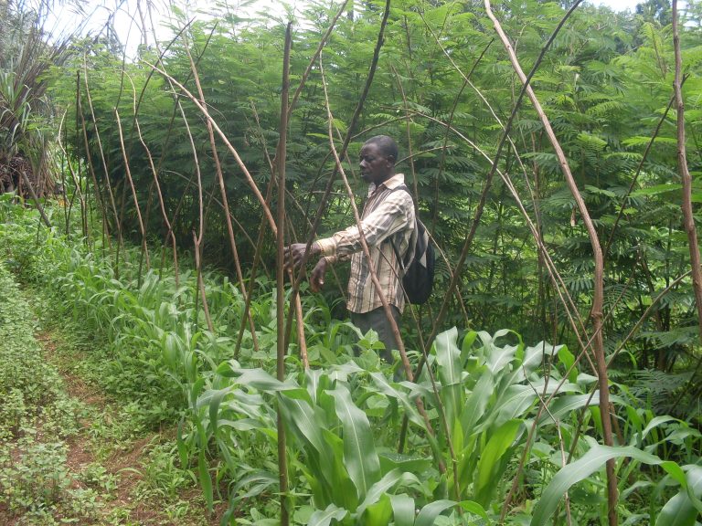 Agro-forestry Boosting Farmers’ Yields