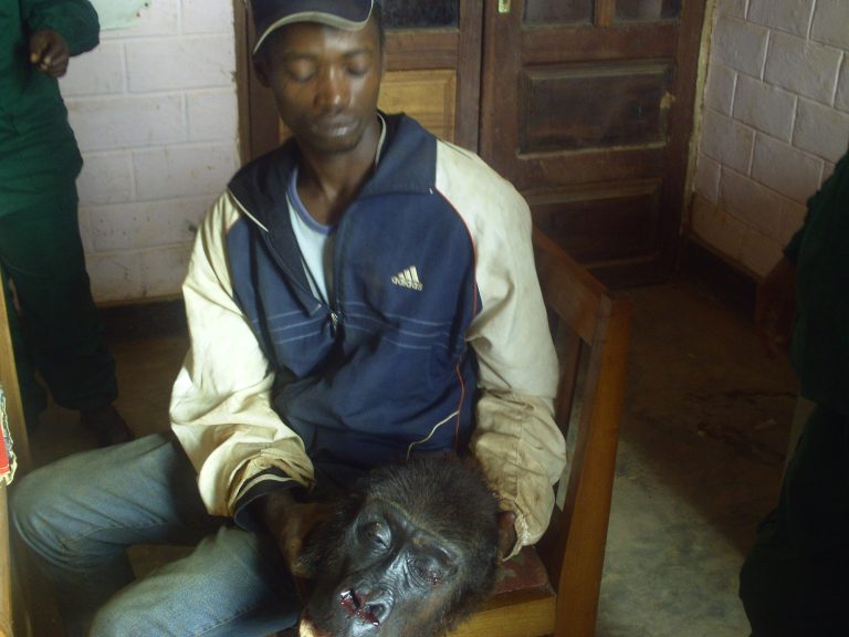 Illegal Ape Traders Perk Up Trafficking Skills