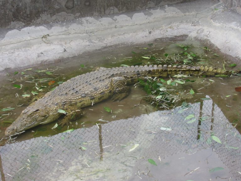 Limbe Wildlife Centre Hosts Over 300 Animal Species