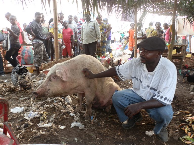 Pig Farmer Cheated Of 100.000 Prize At Agro-pastoral Show