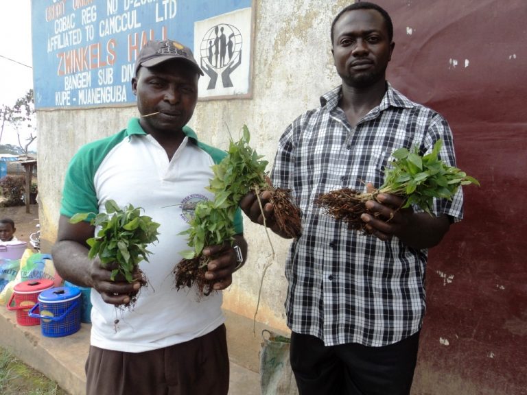 Bangem Communities Pick Prunus Domestication Skills