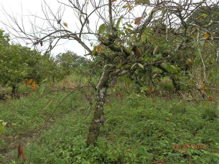 Cocoa Farmer Loses 13 Hectares To CDC-made Floods