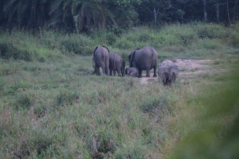 Elephants In Search Of Safe Havens