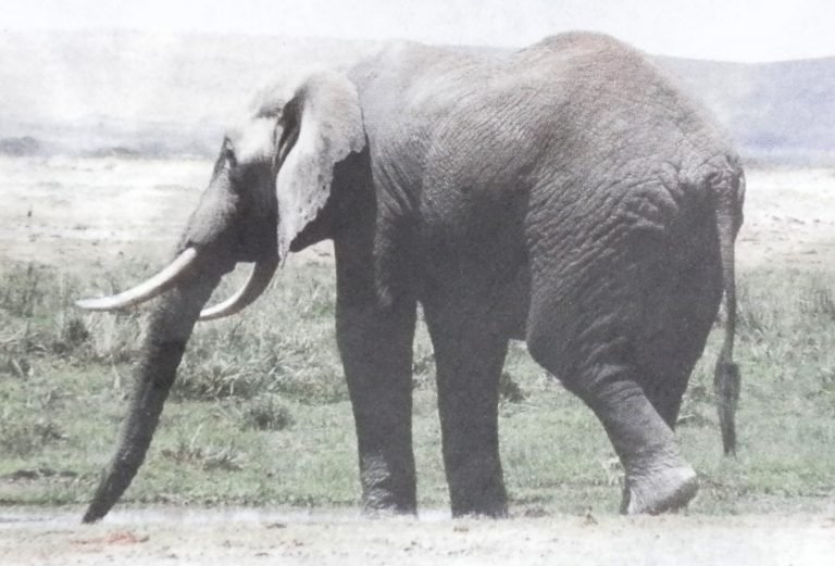 Elephant Population Increases In Mt. Cameroon National Park