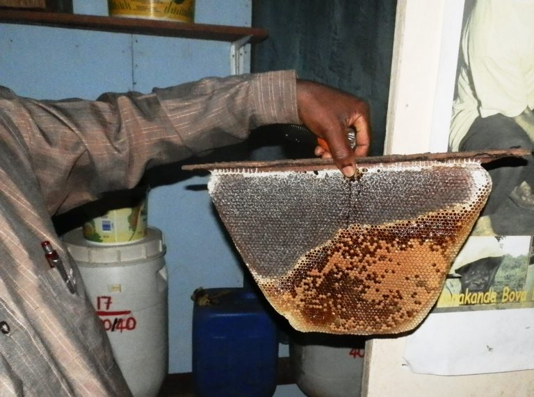 Bee Farming Maintains Natural Ecosystem