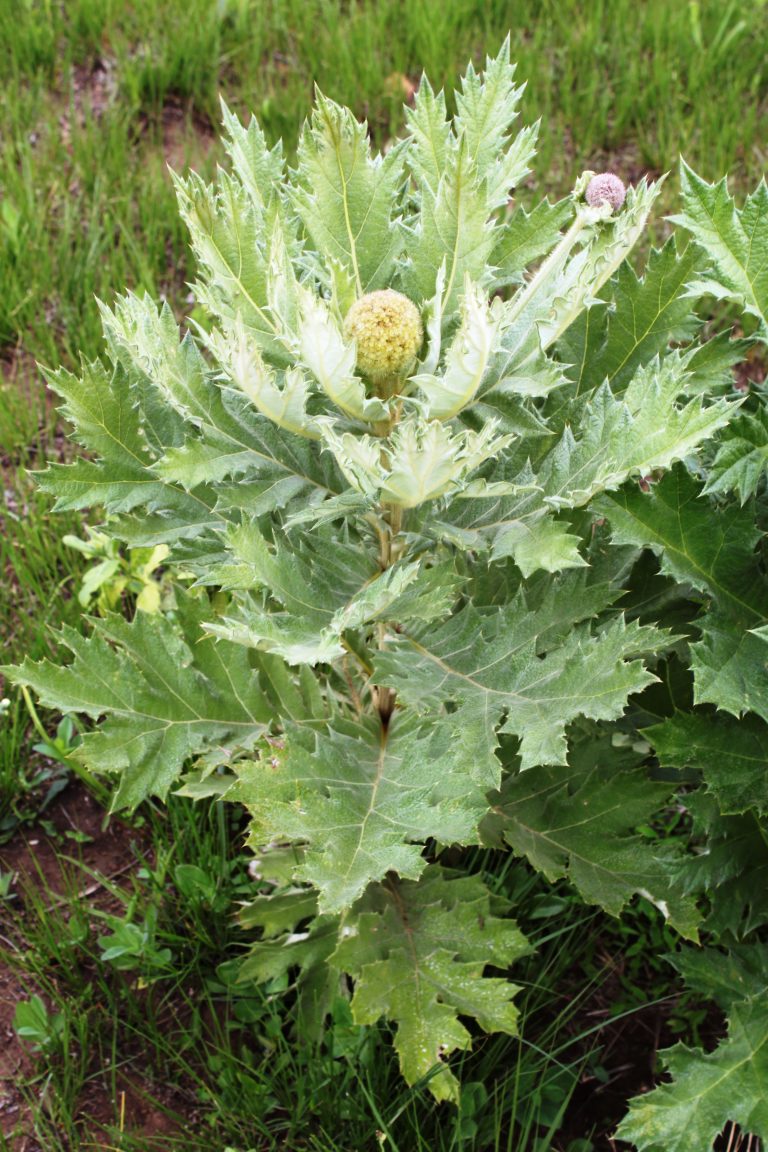 Demand Rises For Echinops giganteus For Better Livelihoods