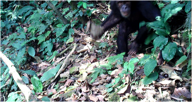 Curious Chimpanzee Attacks Trail Camera in Wildlife Sanctuary