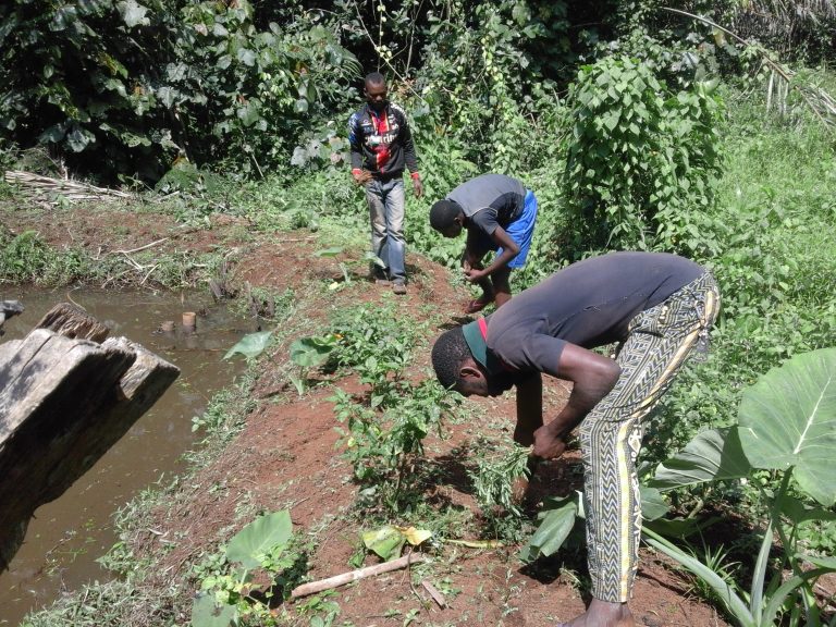 Banfeko Chief Integrates Agroforestry System Into Aquaculture