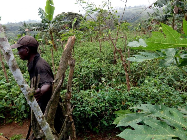 Impact of COVID 19 on agricultural productivity in Nlonako Landscape