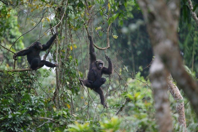 As Cameroon government backtracks on logging concession of Ebo Forest: what next?