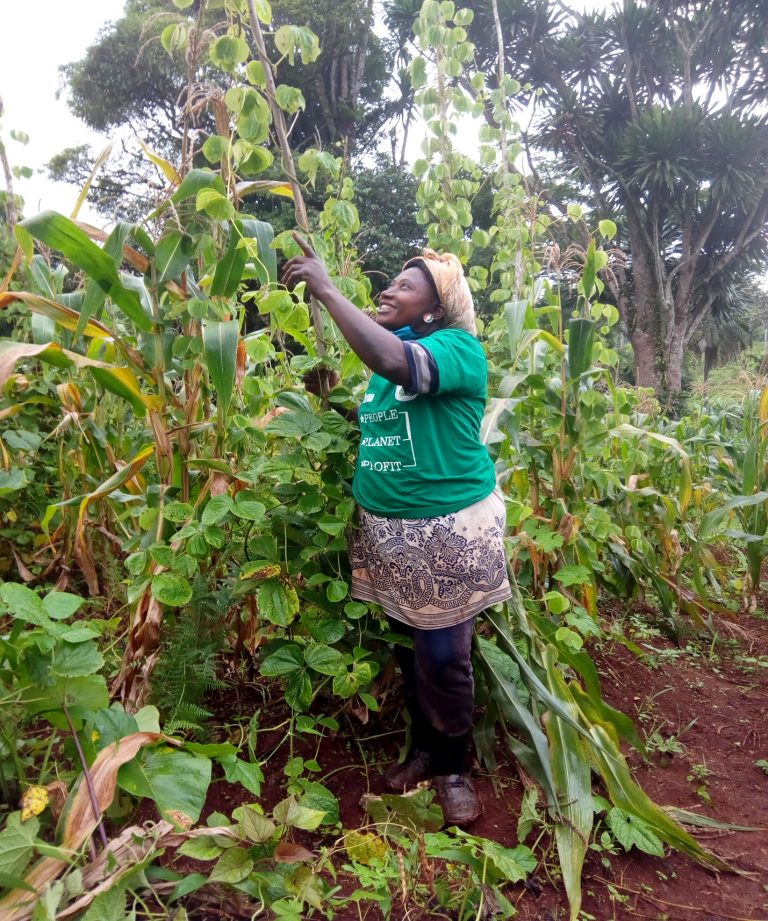 Forest Garden Farmer Uses Acacia Branches as Support, to Grow Climbing Beans