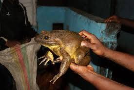 Cameroon’s World’s Biggest Frog Near Extinction