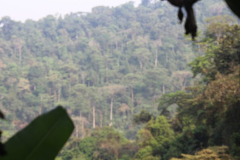 Government To Create Another Protected Area In Southwest Cameroon