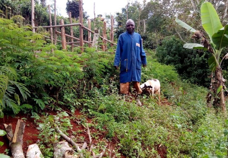 ACACIA, SECRET TO IMPROVED SOILS FERTILITY AND OPTIMUM PRODUCTION