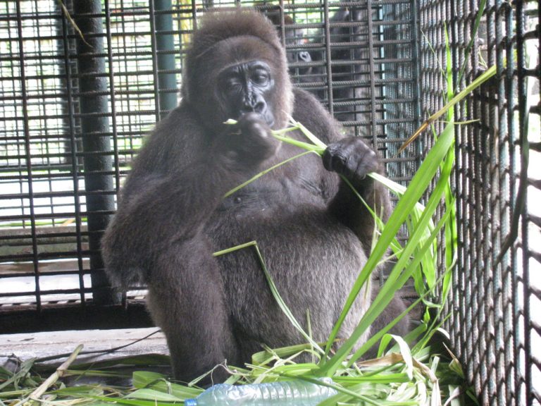 Nyango, World’s Only Cross River Gorilla In Captivity