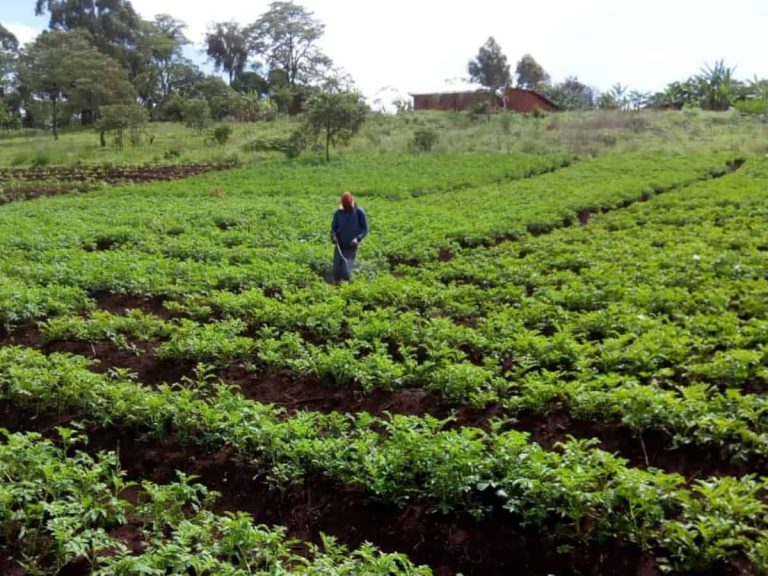 Market gardening, Target for Crime and Insecurity in Mt. Bamboutos Areas