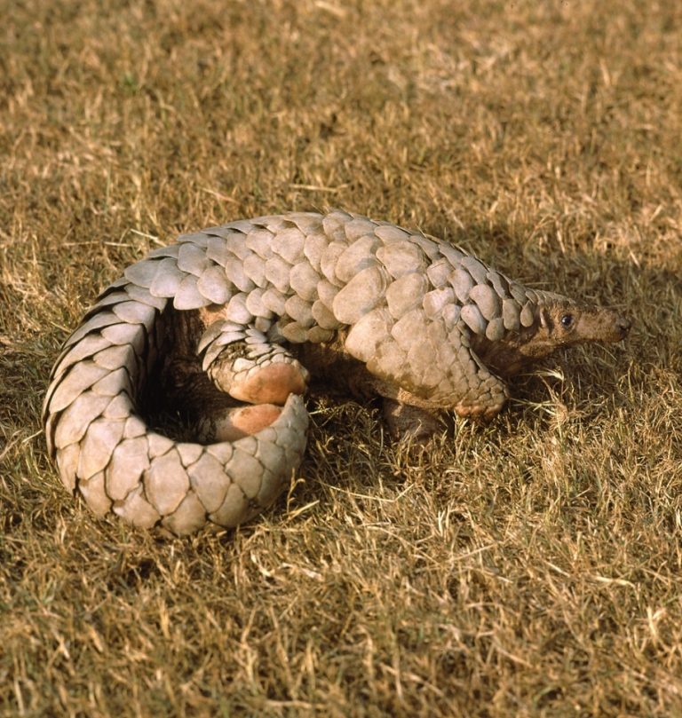 Protecting Pangolins from Imminent Extinction