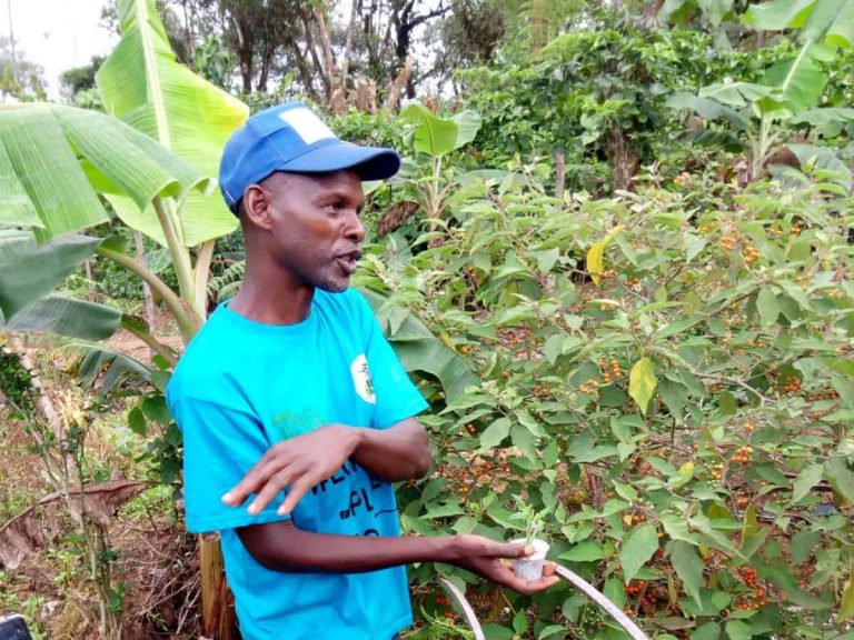 Small-holder Farmer with Entrepreneurial Mindset Embraces Forest Garden Practices in Bakassa, Haut-Nkam Division